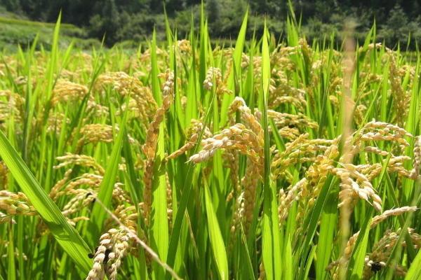 新稻99水稻品种的特性,秧田播种量每亩15.0千克