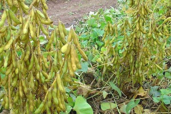 黑农95大豆种子简介,注意防治大豆蚜虫