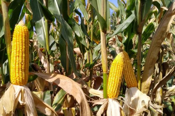 弘粮288玉米种子特征特性,高抗茎腐病
