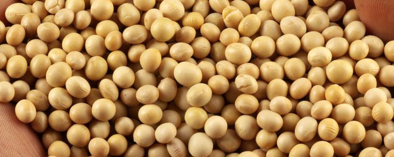 黑农95大豆种子简介，注意防治大豆蚜虫