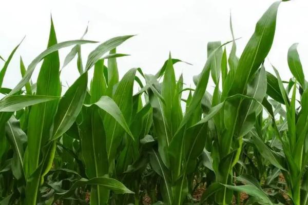 鼎育6186玉米种子介绍,种植密度不宜过大