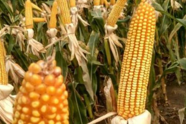 白靓甜2号玉米品种的特性,适宜密度3500株/亩