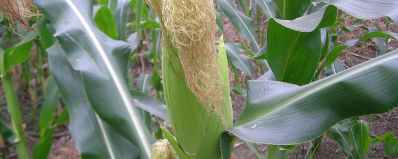 ZD990玉米种子特征特性，该品种幼苗期第一叶鞘紫色