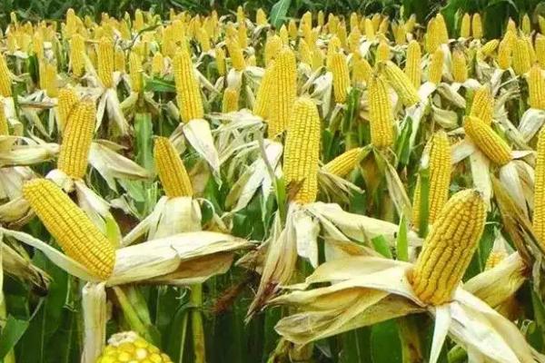 ZD990玉米种子特征特性，该品种幼苗期第一叶鞘紫色