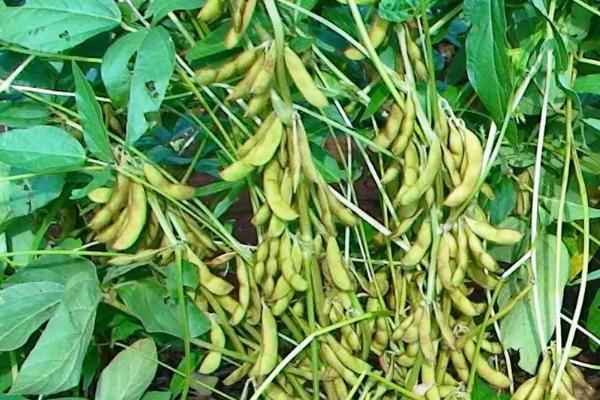 黑农539大豆种子特点,生育期间喷施叶面肥1~2次