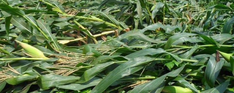 白靓甜2号玉米品种的特性，适宜密度3500株/亩