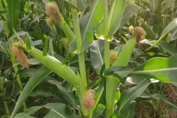 白靓甜2号玉米品种的特性,适宜密度3500株/亩