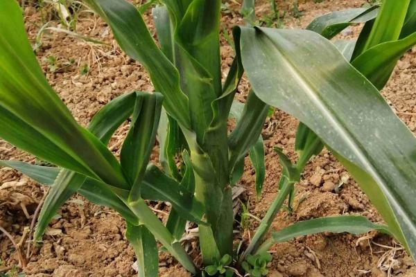 ZD990玉米种子特征特性，该品种幼苗期第一叶鞘紫色