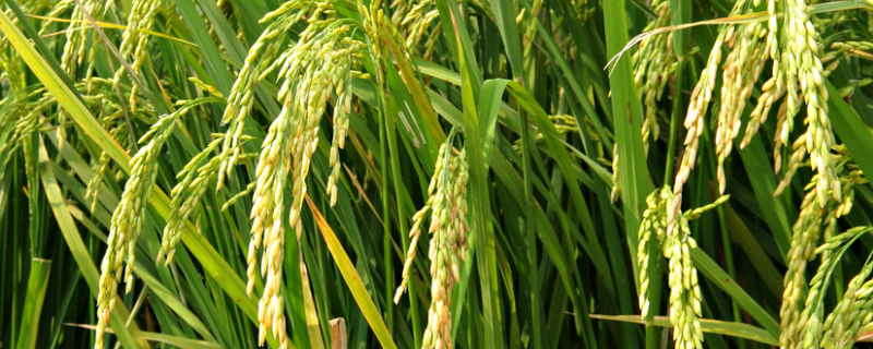 新梅优2735水稻品种的特性，应在7月12日前播种