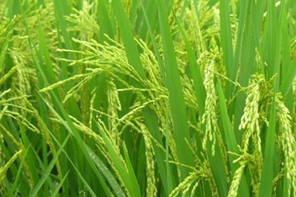 馥香两优135水稻品种简介,全生育期114.0天