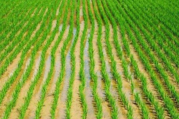 新梅优2735水稻品种的特性，应在7月12日前播种