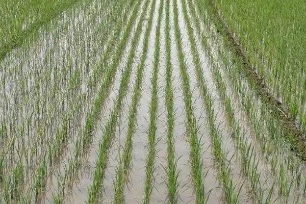 臻两优5287水稻品种的特性，4月中下旬播种