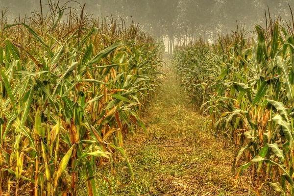 辽单823玉米种子特征特性,密度4500株/亩左右