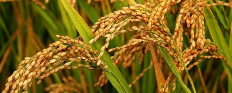 臻两优5287水稻品种的特性，4月中下旬播种