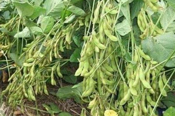 衢鲜16大豆种子特点,密度1.1—1.2万株/亩