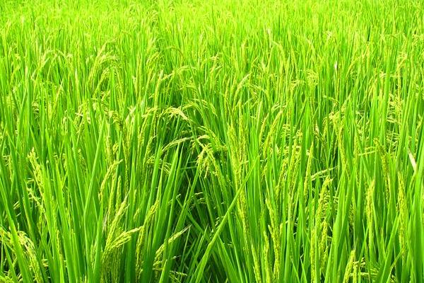 香两优1607水稻种子特征特性，每亩插足基本苗8万以上