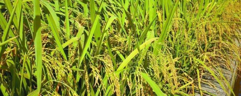 玖两优928水稻种子简介，籼型两系杂交水稻品种