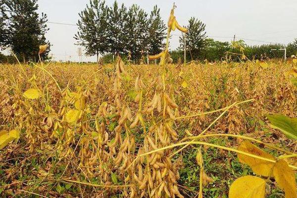沧豆17大豆品种的特性,高抗花叶病毒病7号株系