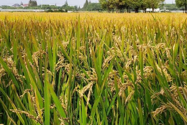 圣稻125水稻种子介绍，每亩有效穗数20.6万穗