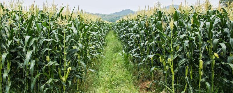 MC777玉米种子特点，注意防治大斑病