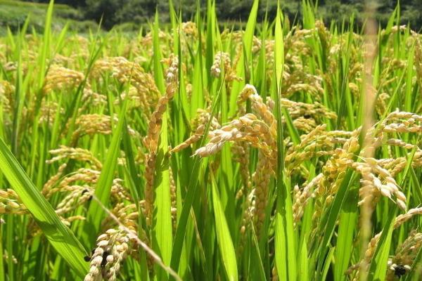 金晶优263水稻种子特征特性，每亩有效穗数15.9万穗