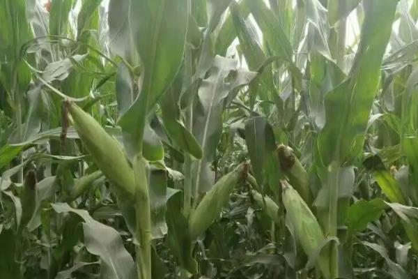 鑫玉农510玉米种子特征特性，高抗茎腐病