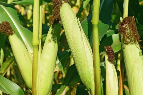 鑫玉农510玉米种子特征特性，高抗茎腐病