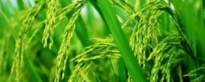 圣稻125水稻种子介绍，每亩有效穗数20.6万穗