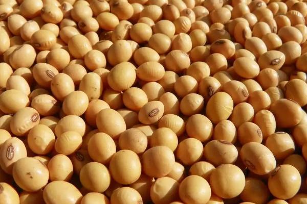 沧豆17大豆品种的特性,高抗花叶病毒病7号株系