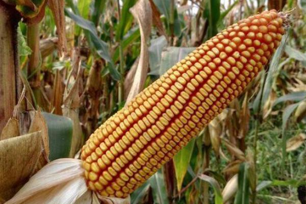 MC777玉米种子特点,注意防治大斑病
