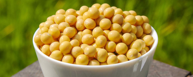 沧豆17大豆品种的特性，高抗花叶病毒病7号株系