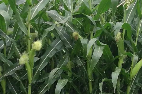 DN229玉米种子特点,密度5000株/亩左右