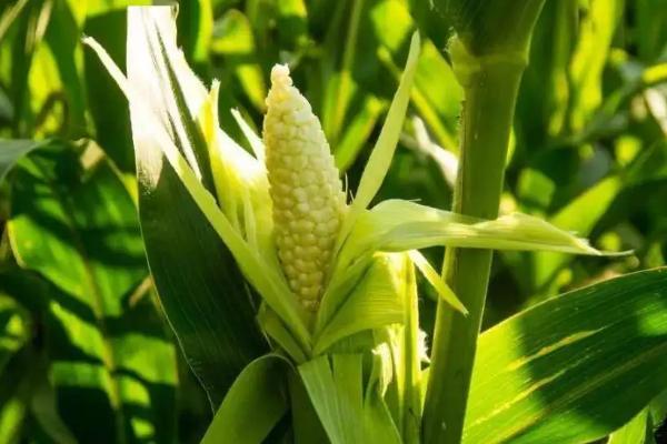 金博士801玉米种子介绍，适宜播种期3月下旬至4月下旬