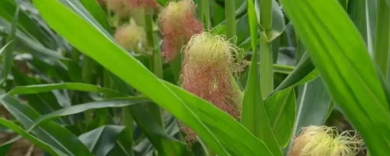C2218玉米种子简介，注意防治大斑病