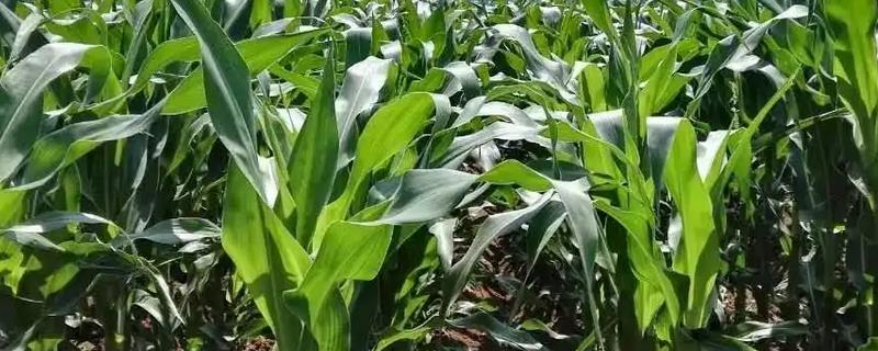 太育238玉米种子特点，中抗矮花叶病