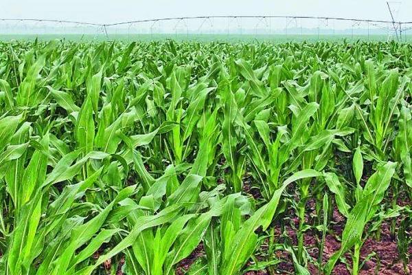 敦单159玉米种子简介,适宜播种期4月下旬至5月上旬