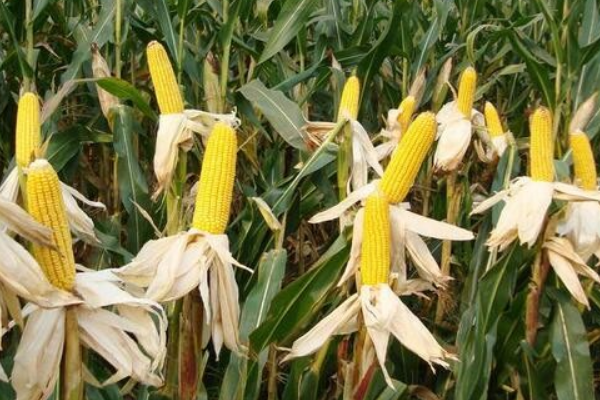 C2218玉米种子简介,注意防治大斑病