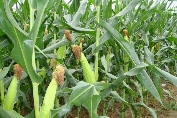 C2218玉米种子简介,注意防治大斑病