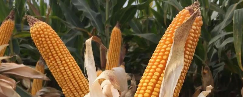 糯J75玉米品种简介，高抗瘤黑粉病