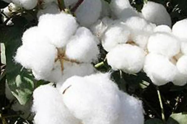 锦絮7号棉花品种简介,全生育期滴灌9—11水