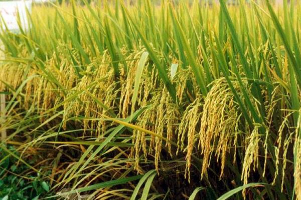 旌7优油香水稻品种简介,一般6月下旬至7月上旬播种