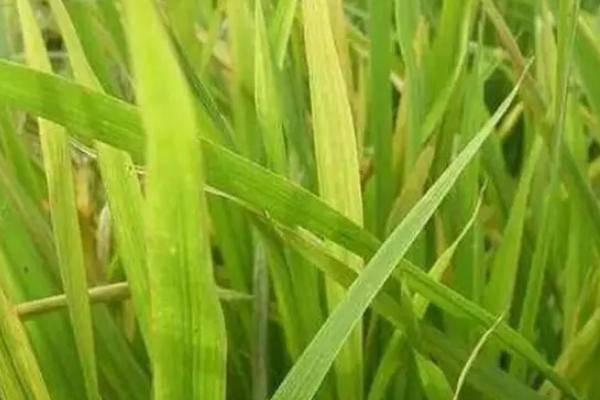 华两优8018水稻种子特征特性，全生育期131.1天