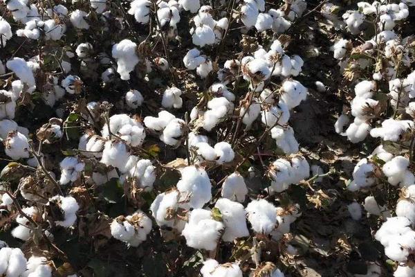 锦絮7号棉花品种简介,全生育期滴灌9—11水